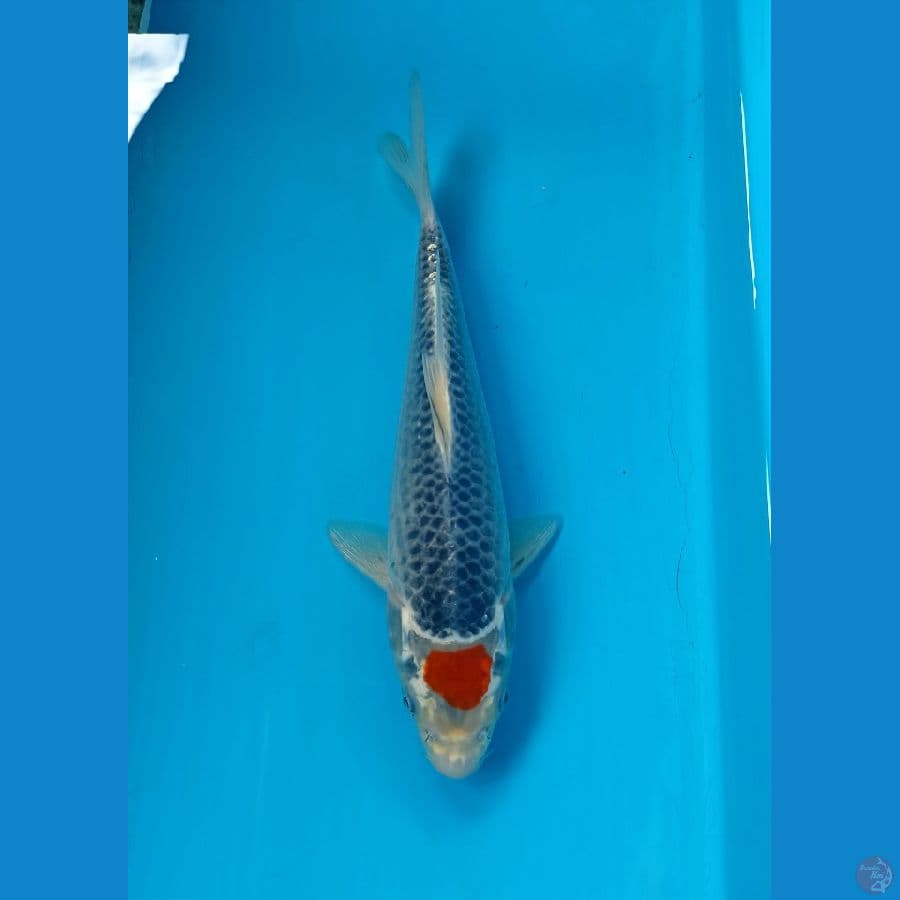 Tancho goshiki 24cm