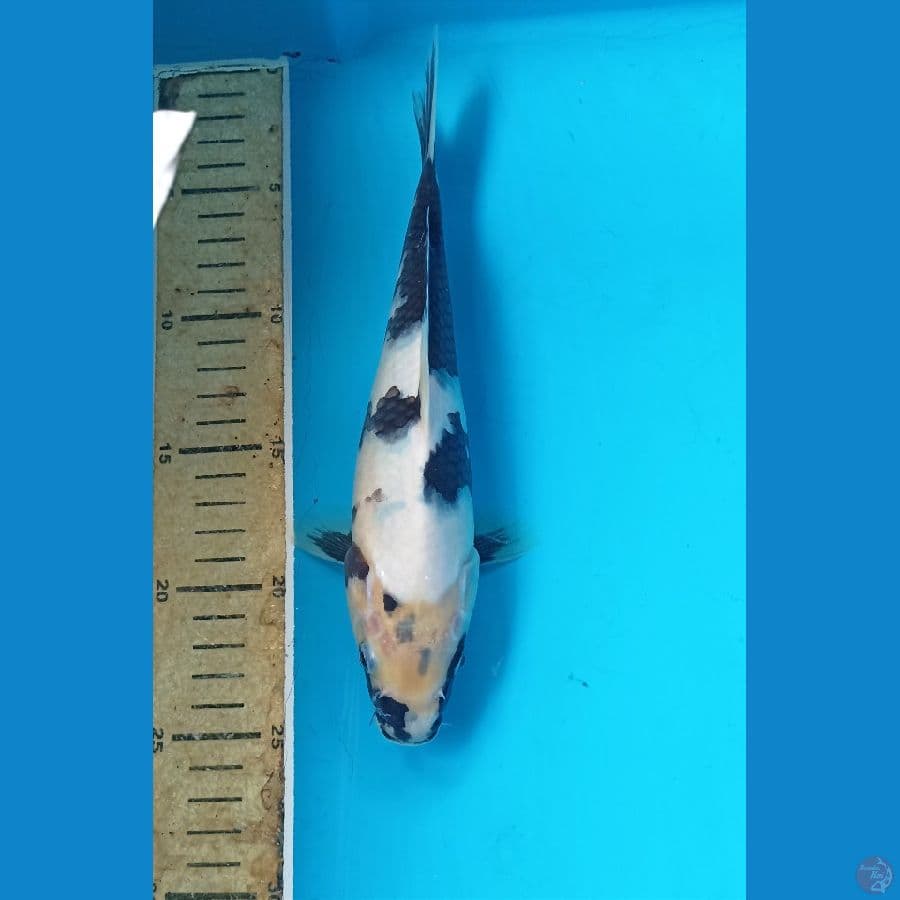 Shiro 24cm