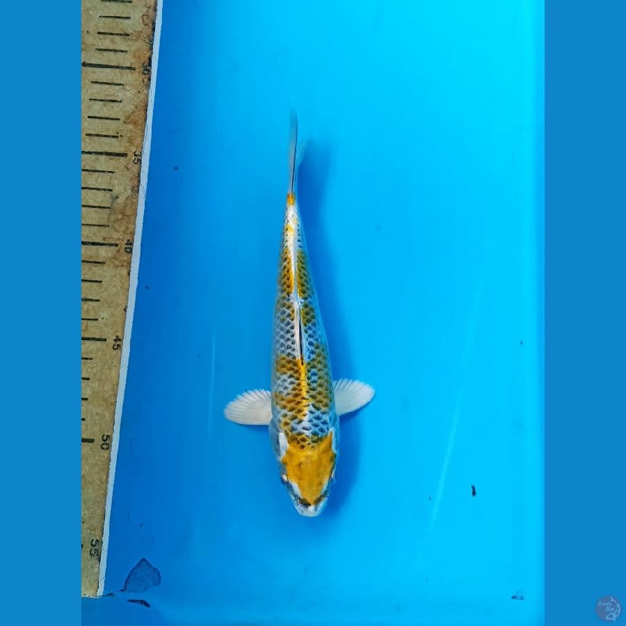 kujaku 20cm