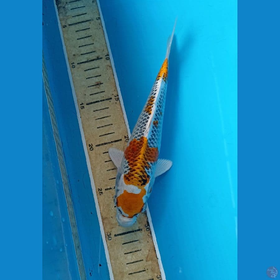 Kujaku 22cm
