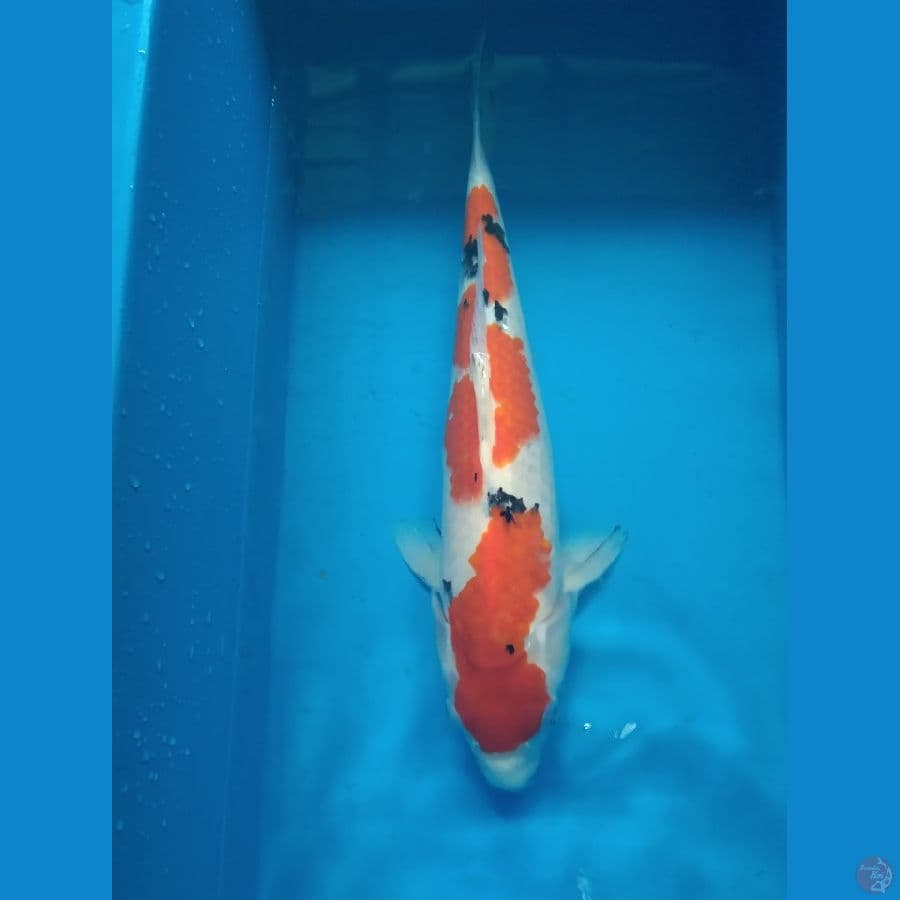 Sanke SQ 40cm