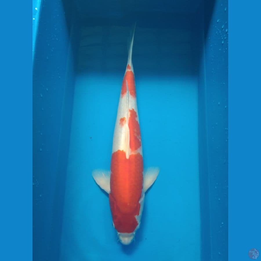 Kohaku 38cm male