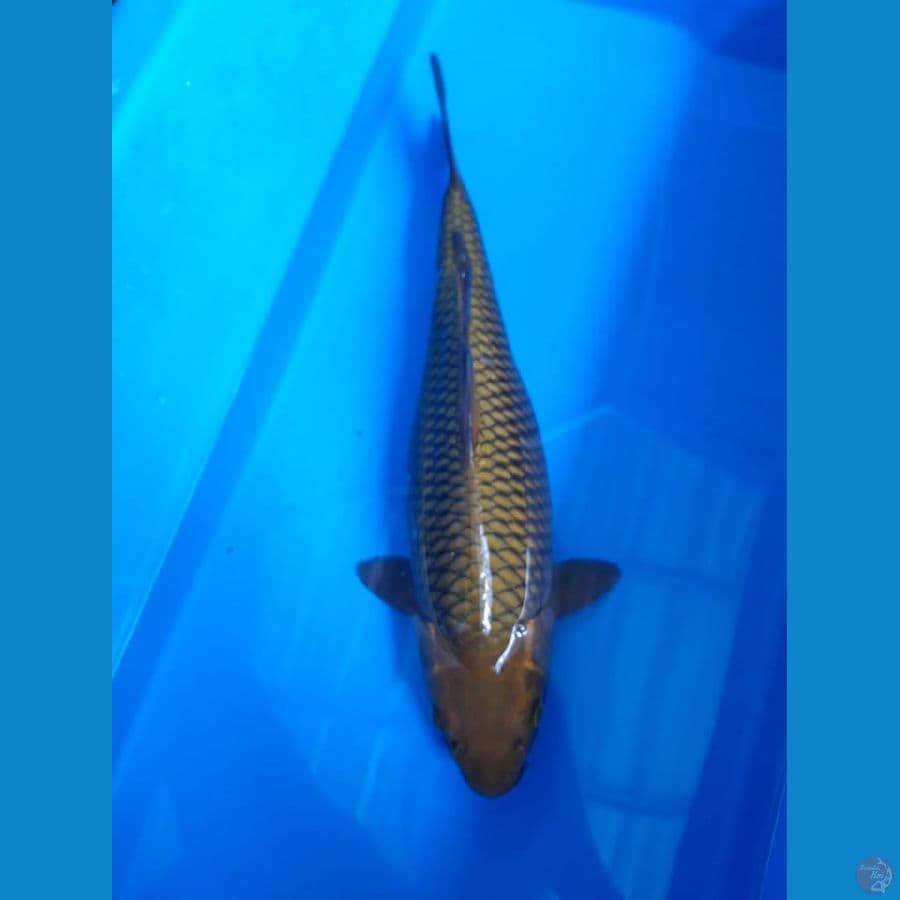 Chagoi Hijau 35cm Female