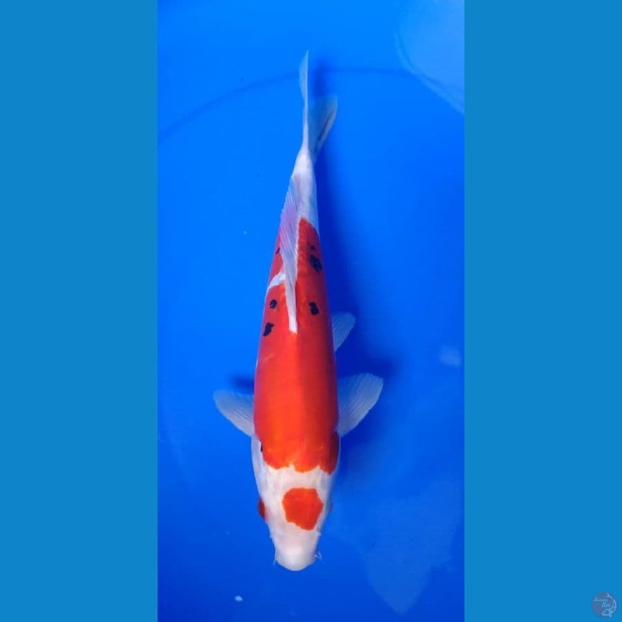 marute showa doitshu 30cm
