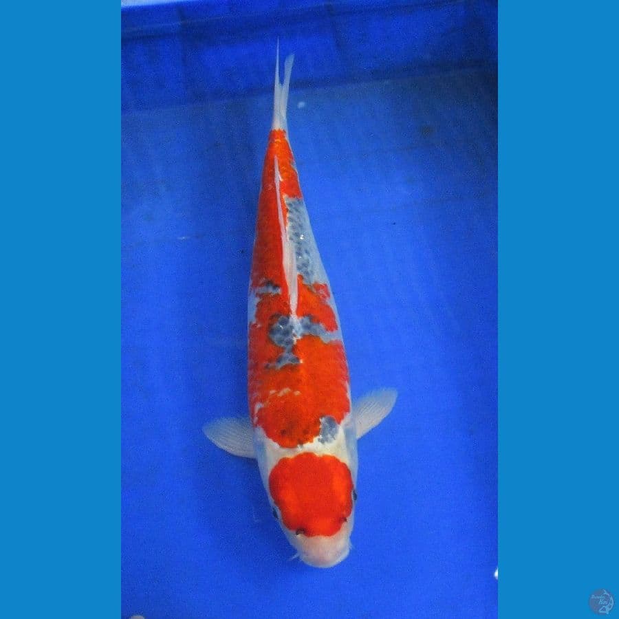 goshiki ±37cm