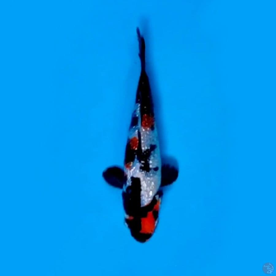 GINDRIN B HQ _SHOWA # 17 CM
