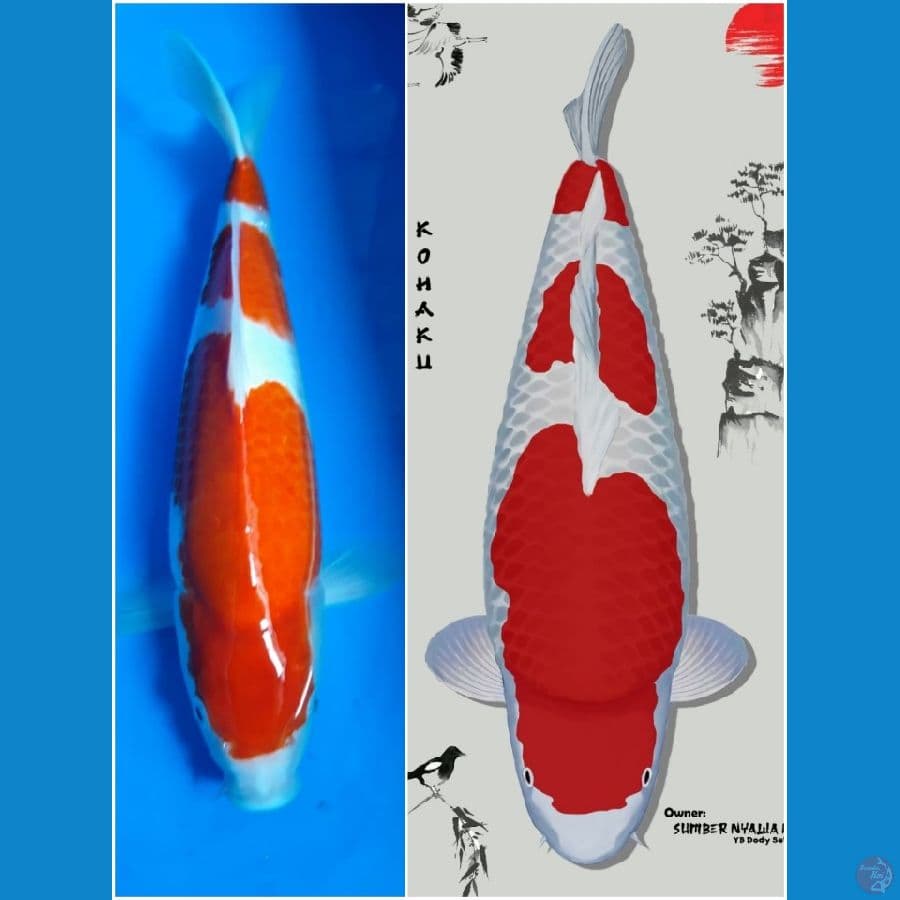 KOHAKU SQ Male 35cm juara 1 Show jogja