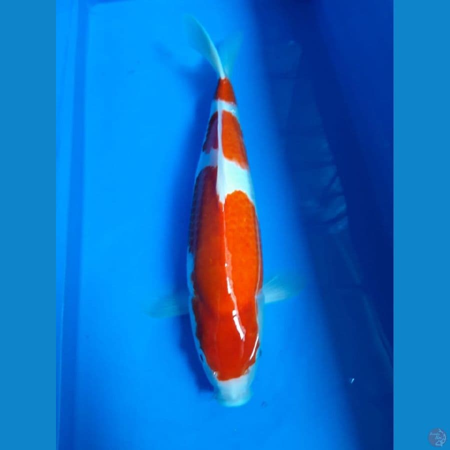 KOHAKU SQ Male 35cm juara 1 Show jogja