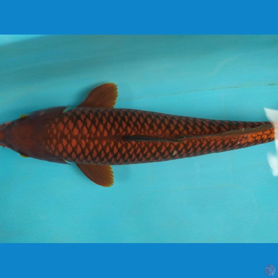tembaga murni 47cm jantan