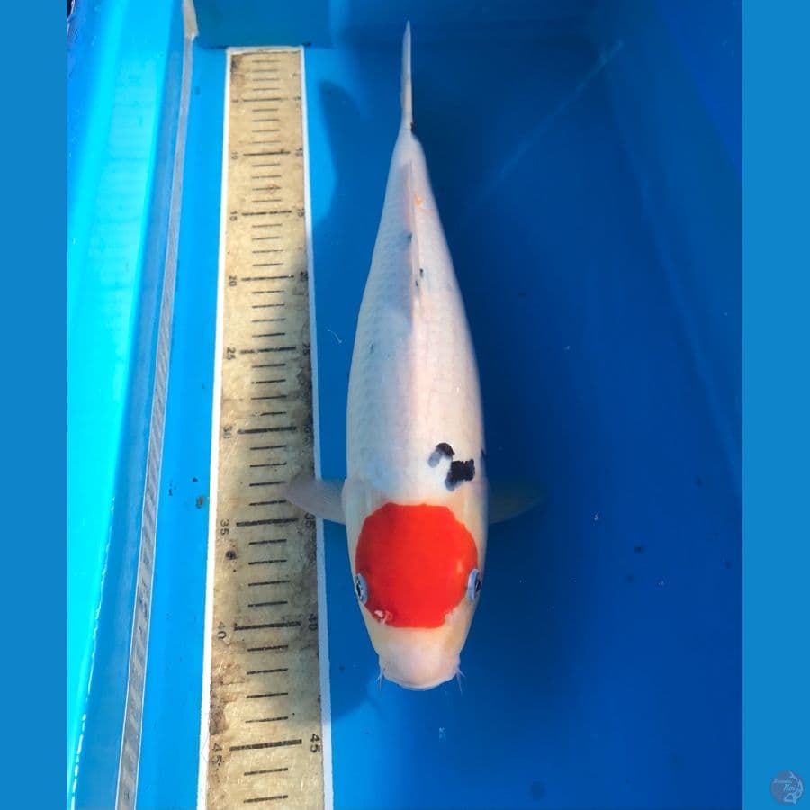 tancho 41cm