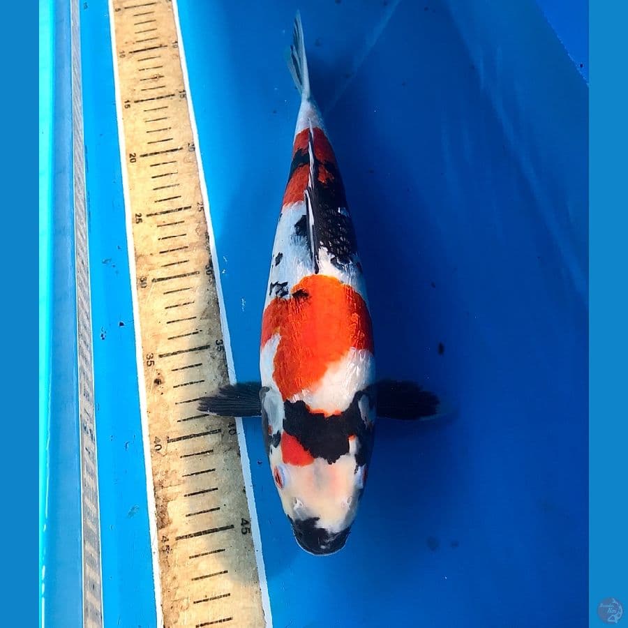 showa ginrin 35cm
