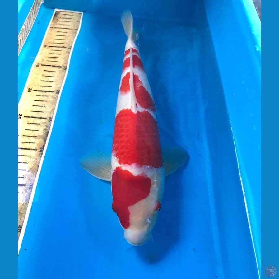 kohaku 38cm