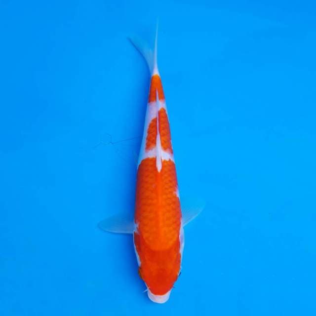 Kohaku sandan