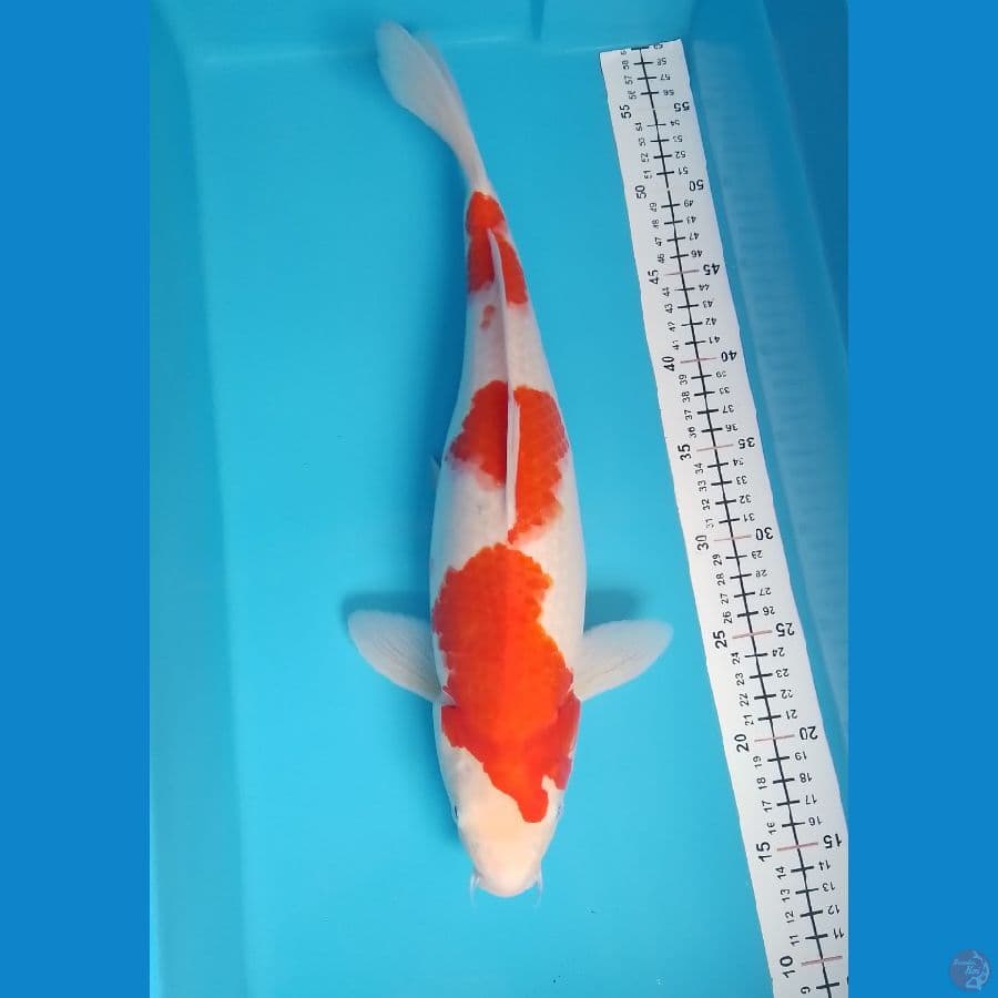 kohaku calon jumbo