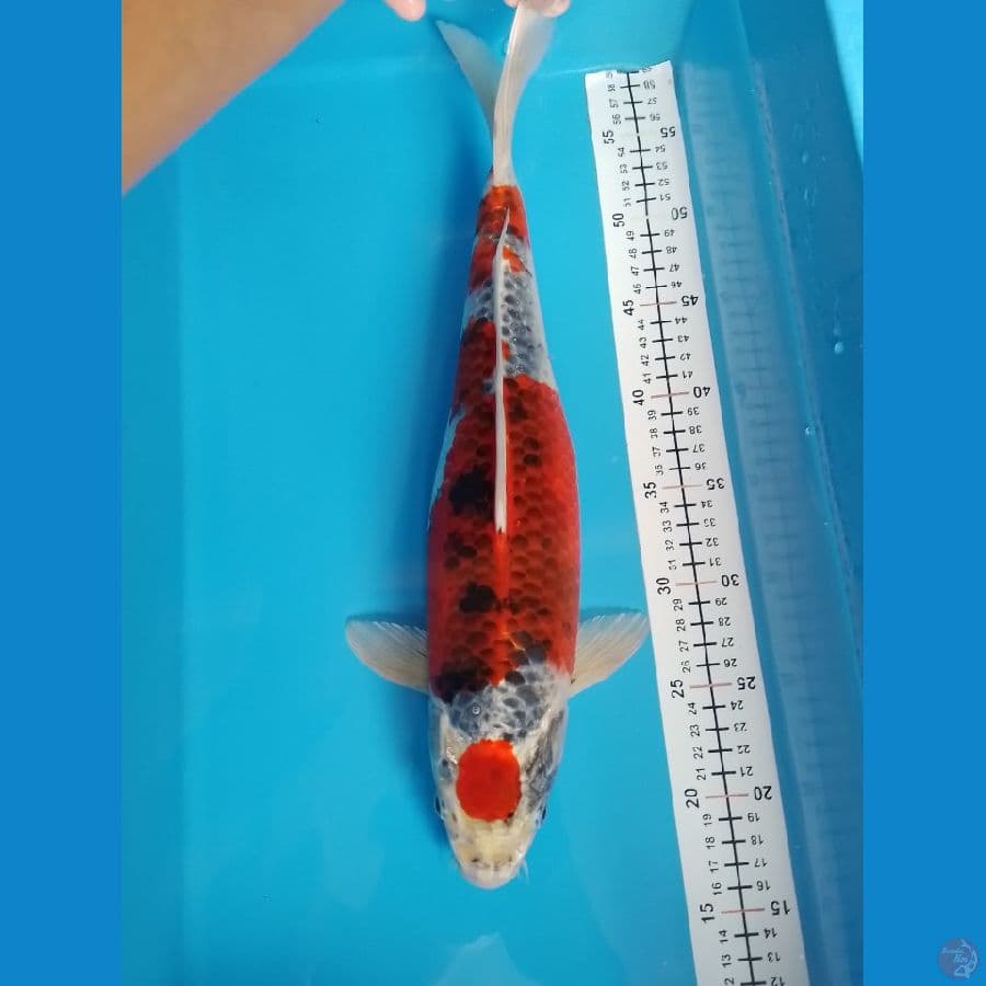 kujaku calon jumbo