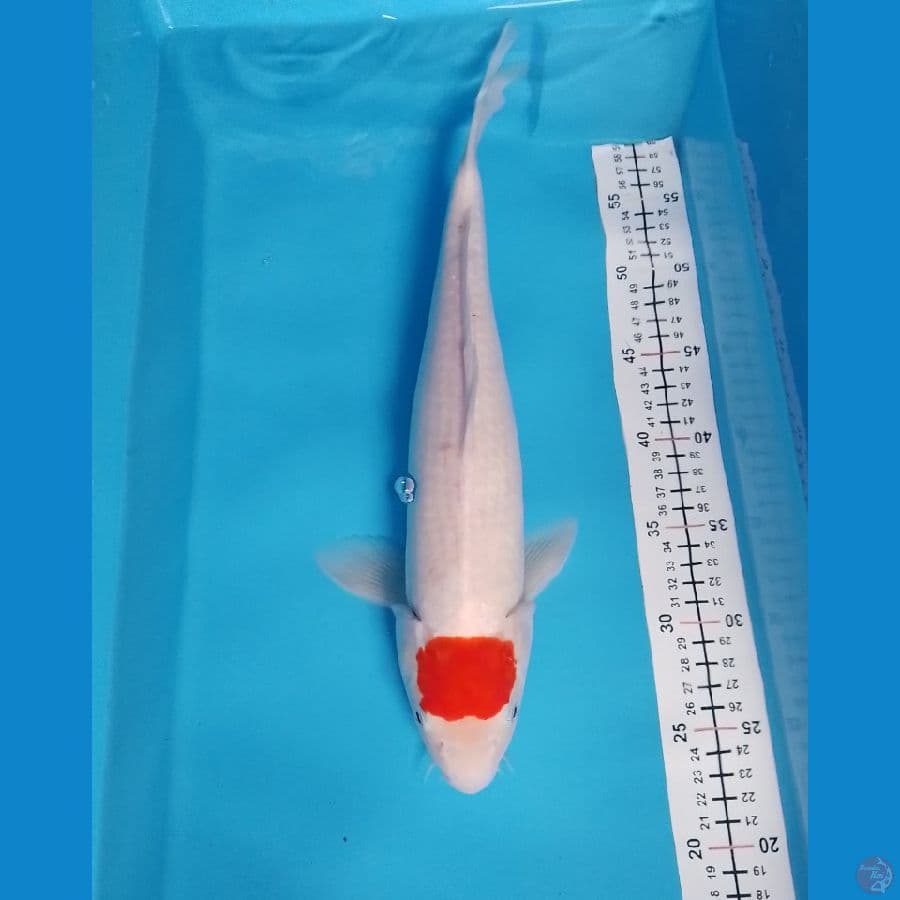 tancoh F 38