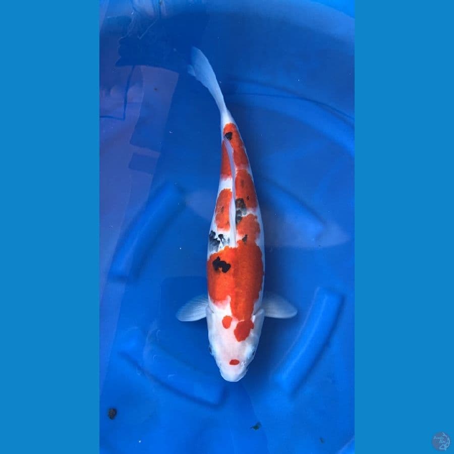 sanke calon jumbo 45cm