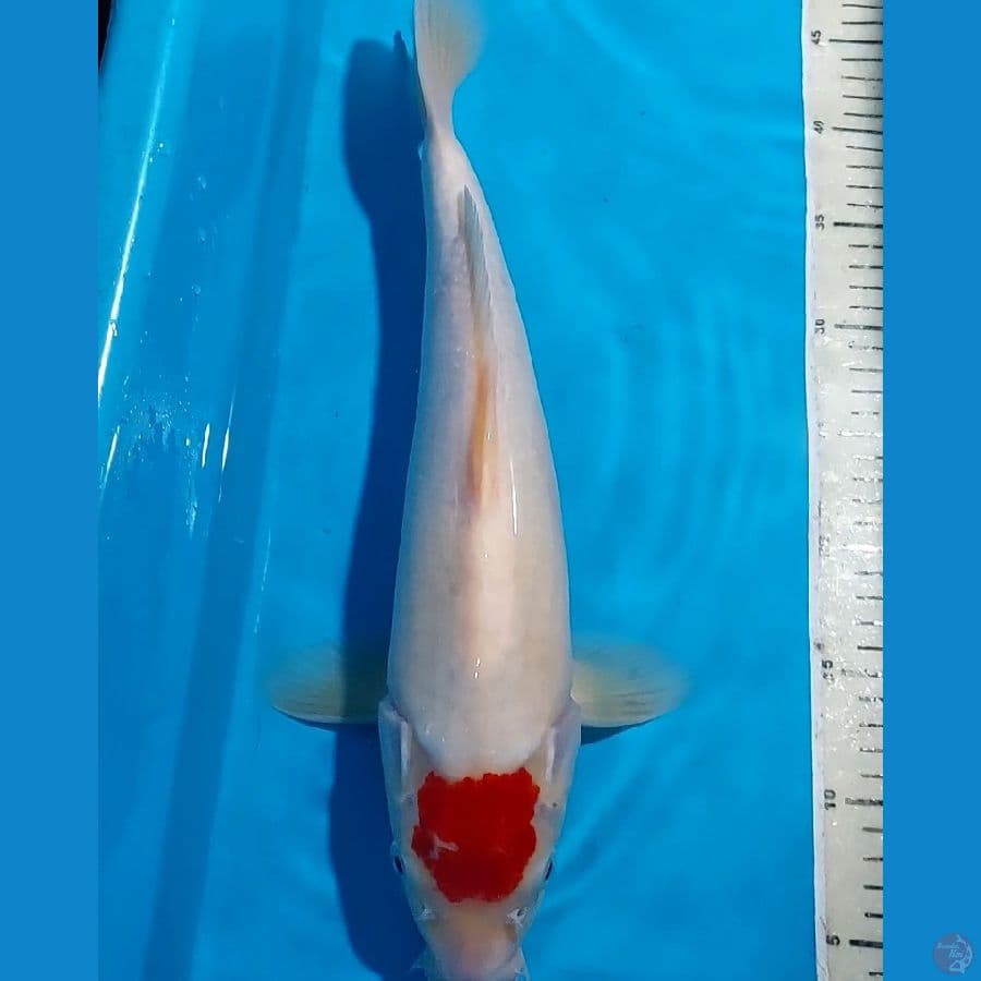 ORIGINAL TANCHO KOHAKU 41 CM