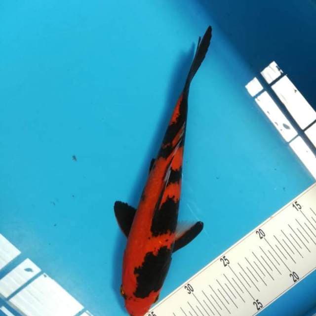 31cm Hiutsuri