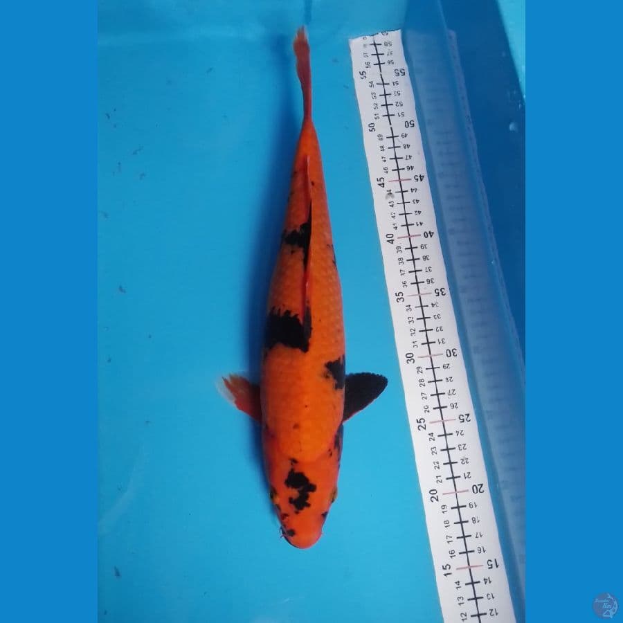 hi utsuri f 37