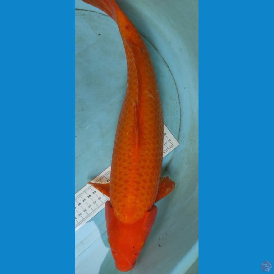 karasi 47cm