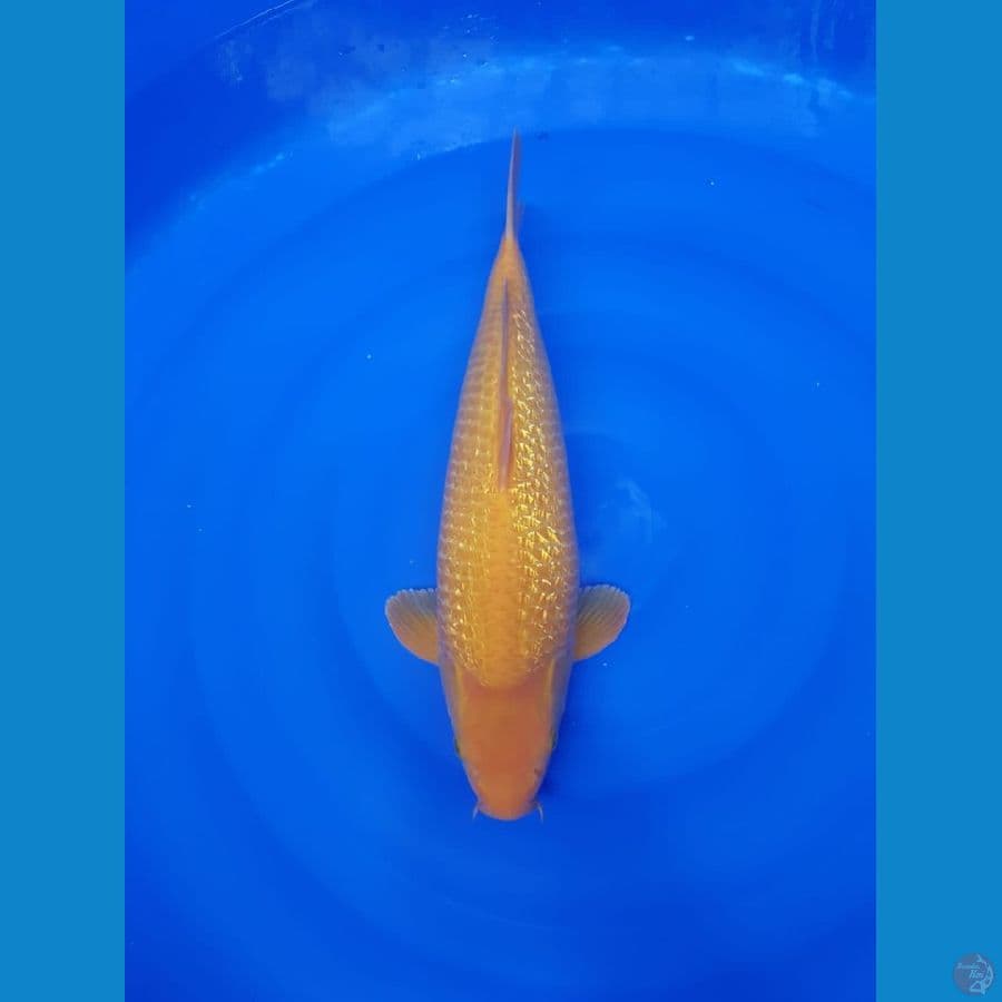 Karasi fuull ginrin 43cm male punuk unta