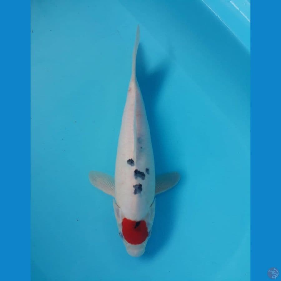 Tancho Sanke 32cm Original