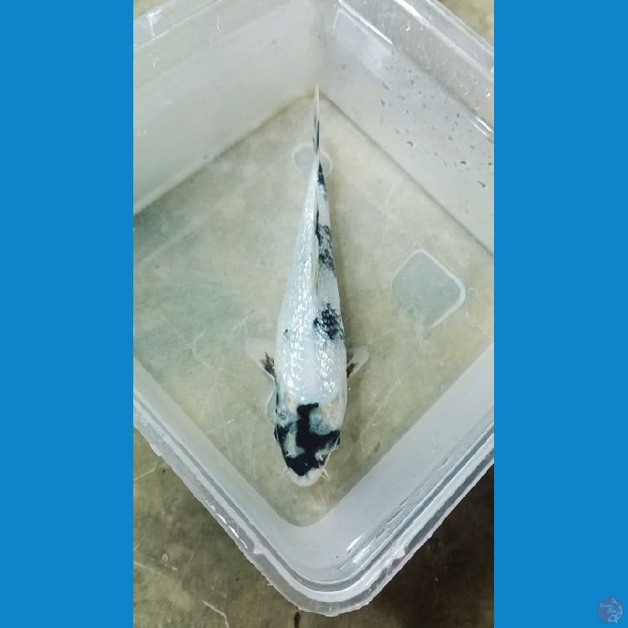 Shiro Ginrin 18cm
