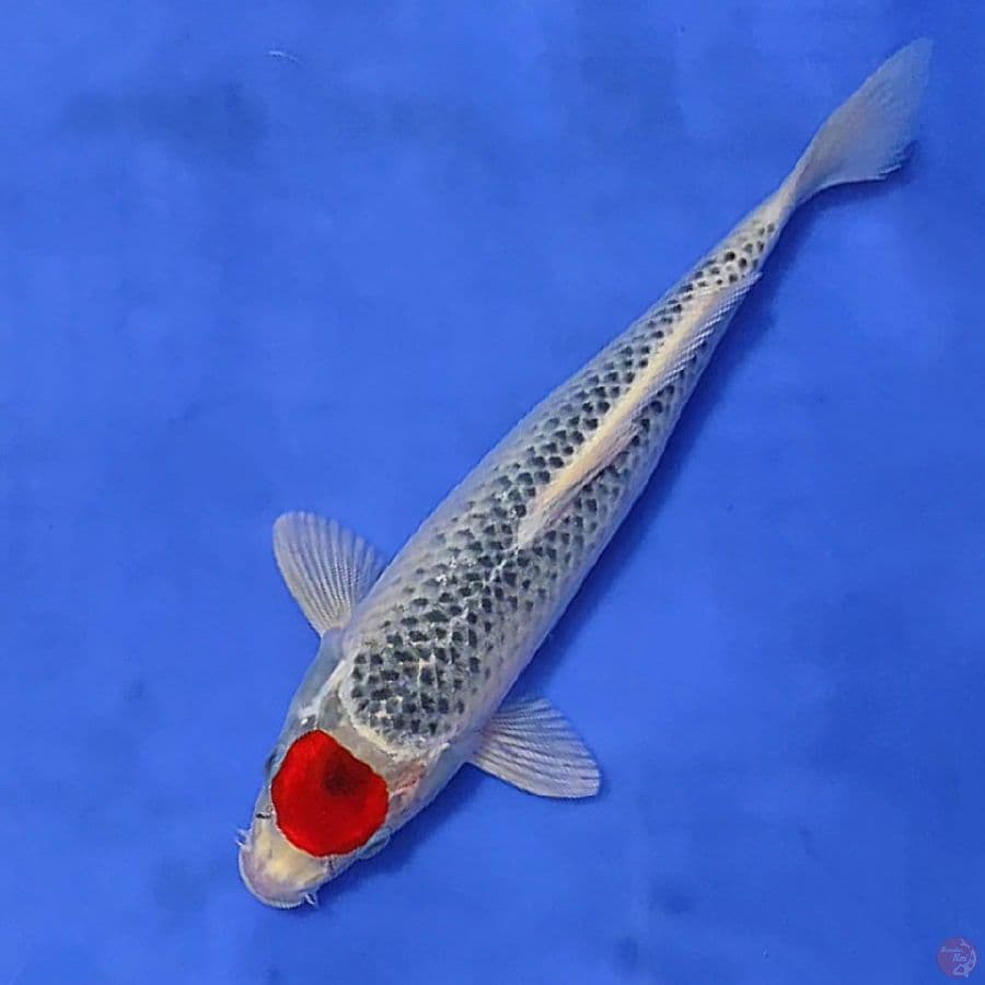 2.TANCHO GOSHIKI 31CM FEMALE