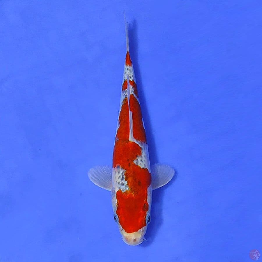 3.GOSHIKI HIGH QUALITY 23CM FEMALE