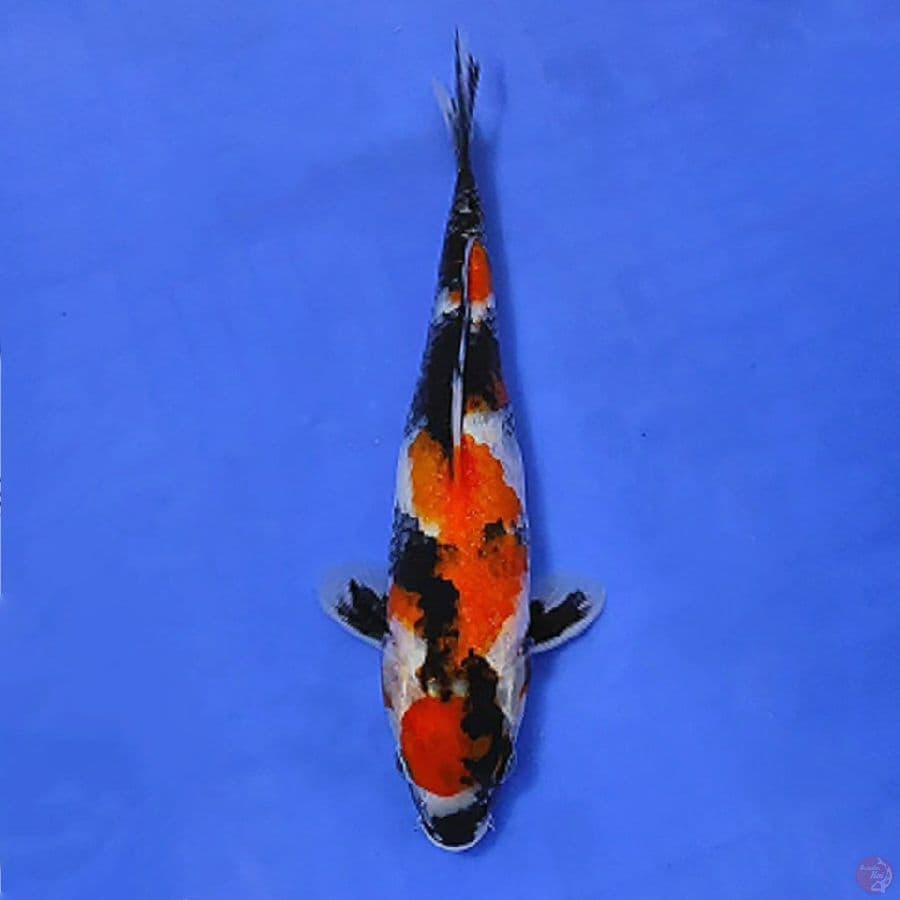 4.MARUTEN SHOWA 30CM FEMALE