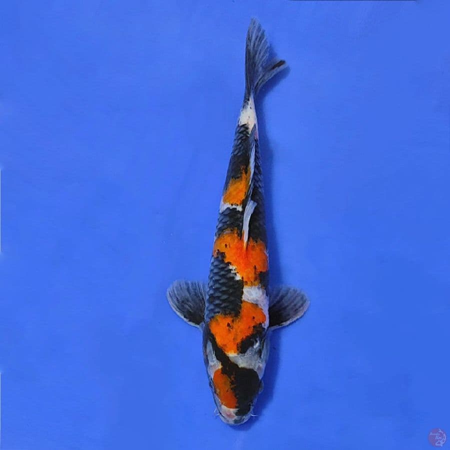 7.MARUTEN SHOWA 34CM MALE