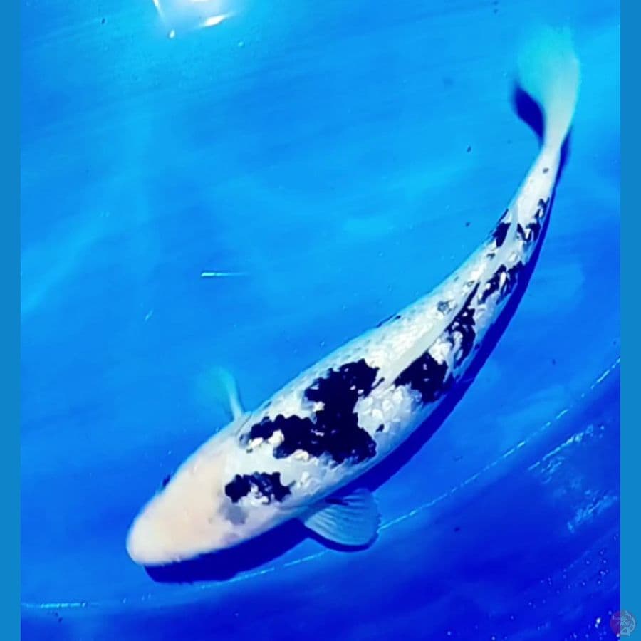 bekko ginrin 35 cm