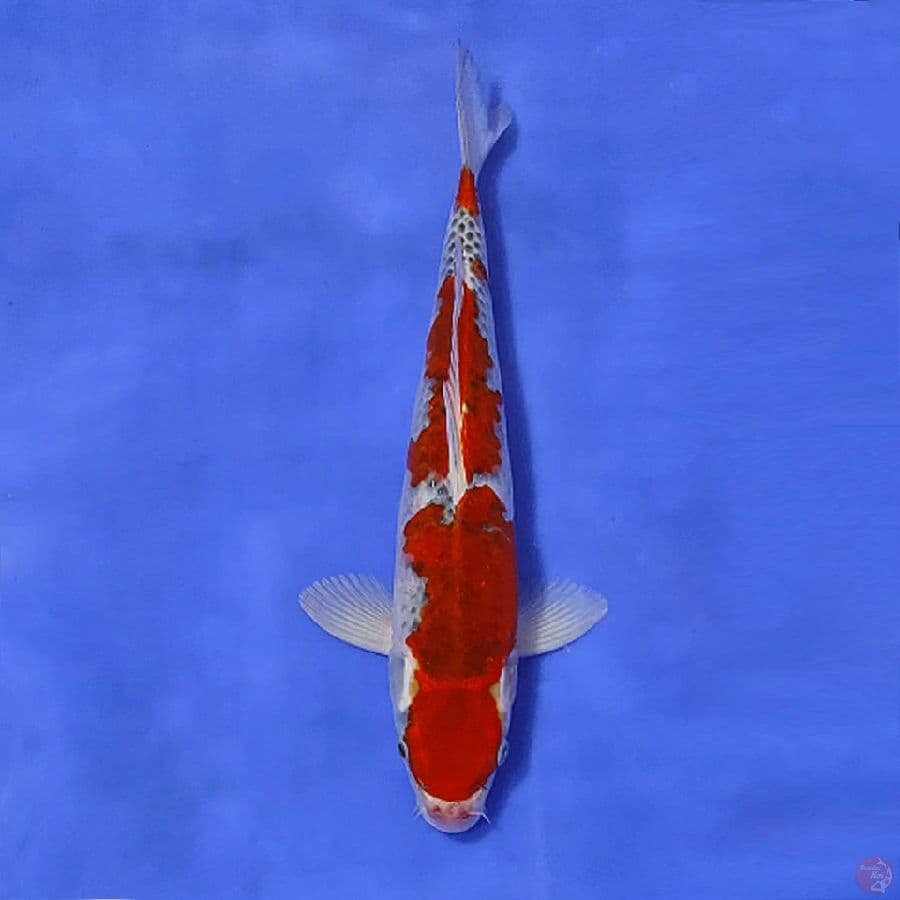 8.GOSHIKI 32CM MALE