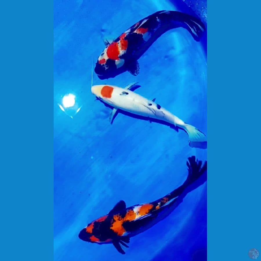 tc sangke ps showa 30 35 cm.