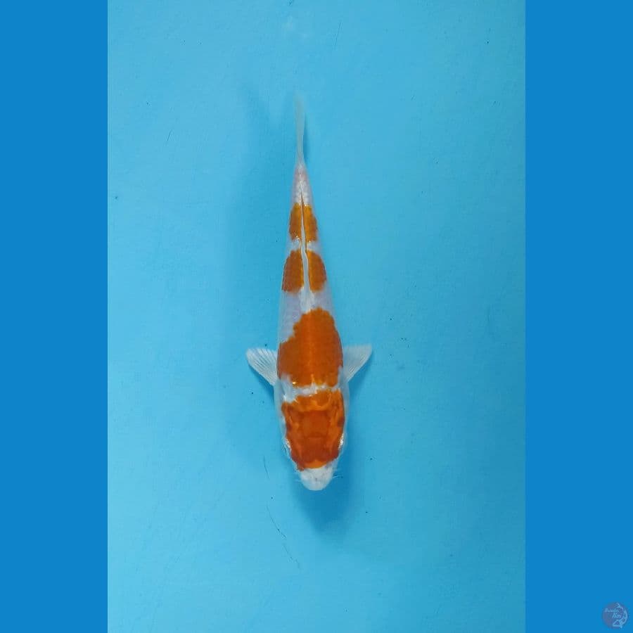 Sakura ogon 16cm