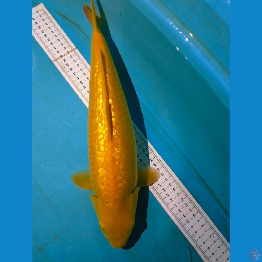 karasi ginrin 40cm