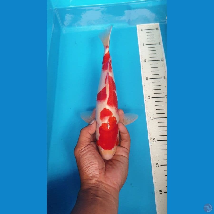 kohaku strong 30cm male