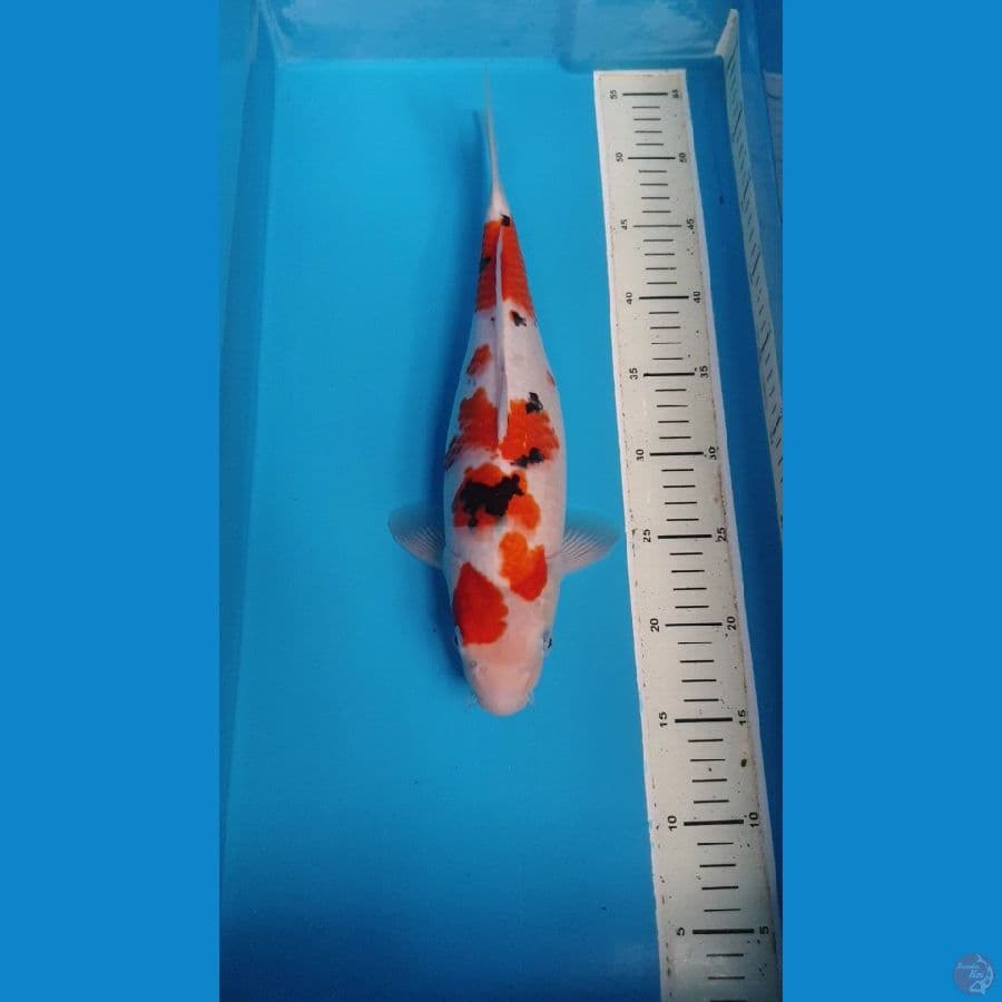 sanke 37 cm female