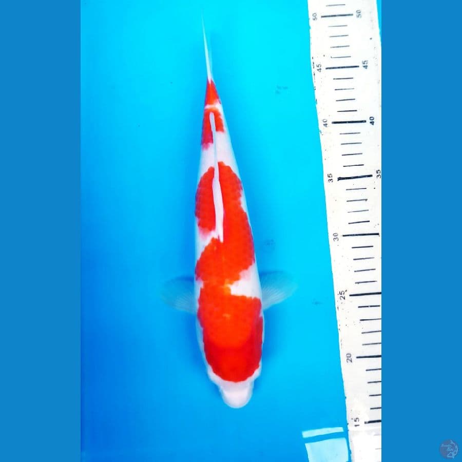 okg 003.KUHAKU HQ 32 cm / Fm
