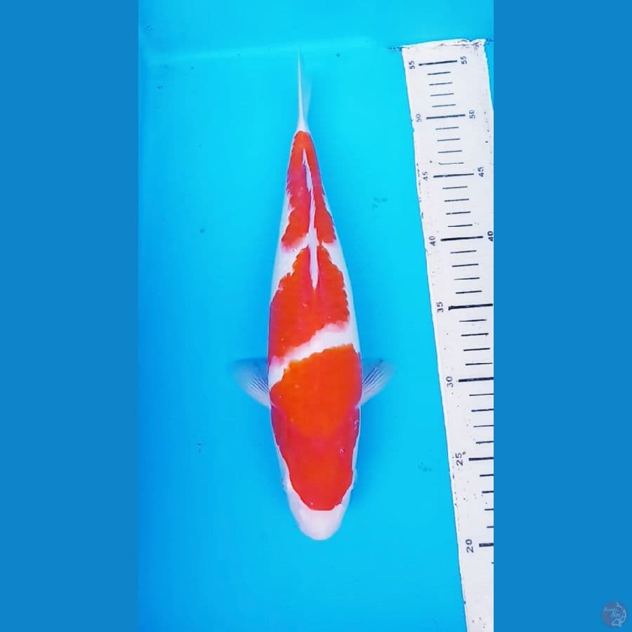 okg004 . SANDAN KUHAKU 34 cm/Fm