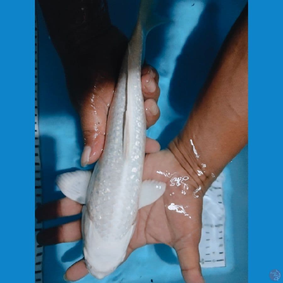 platinum ginrin 32cm