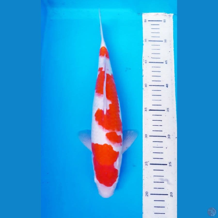 okg006 KUHAKU LIMITED EDITION 33cm /Fm