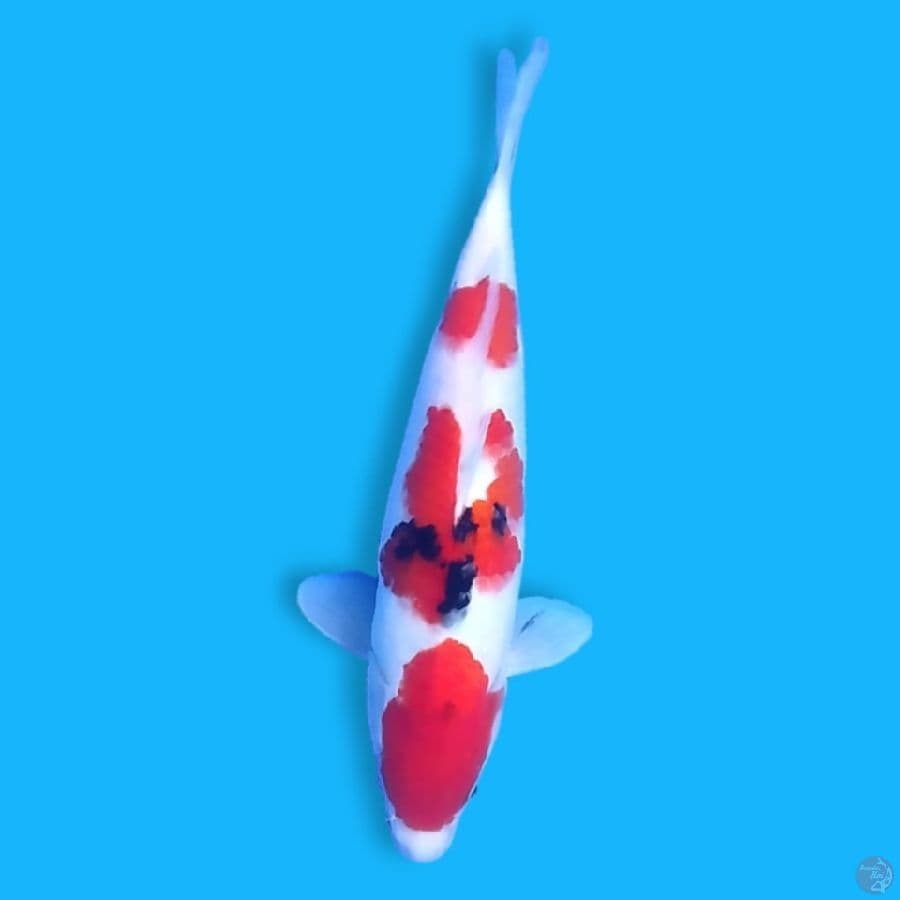 Sanke 33 Female