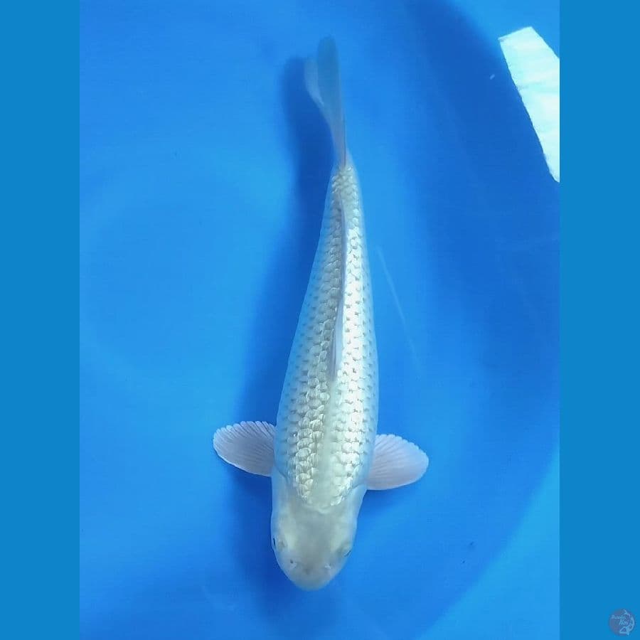Soragoi FULL Gindrin 33 Male