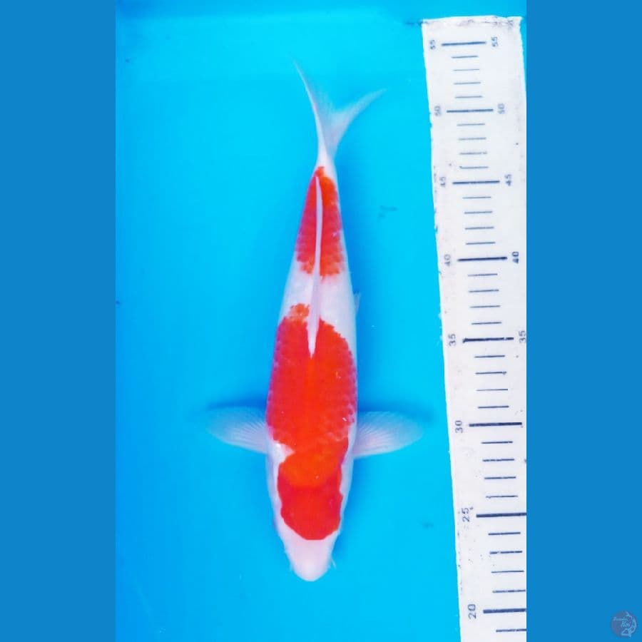 okg008.KUHAKU NIDAN 30 cm /M