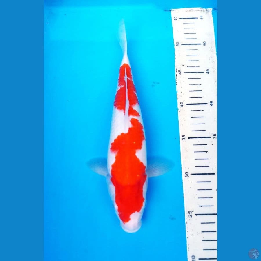 okg009. KUHAKU INAZUMA 28 cm /M