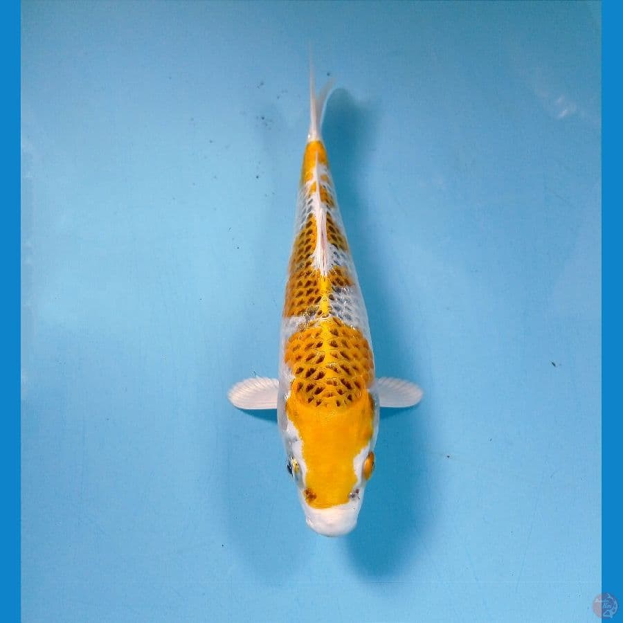 kirin 21 cm