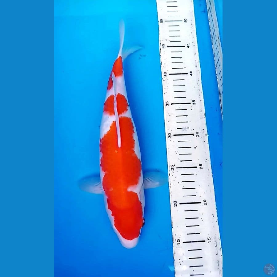 okg 010. QUEEN OF KUHAKU 33cm /F