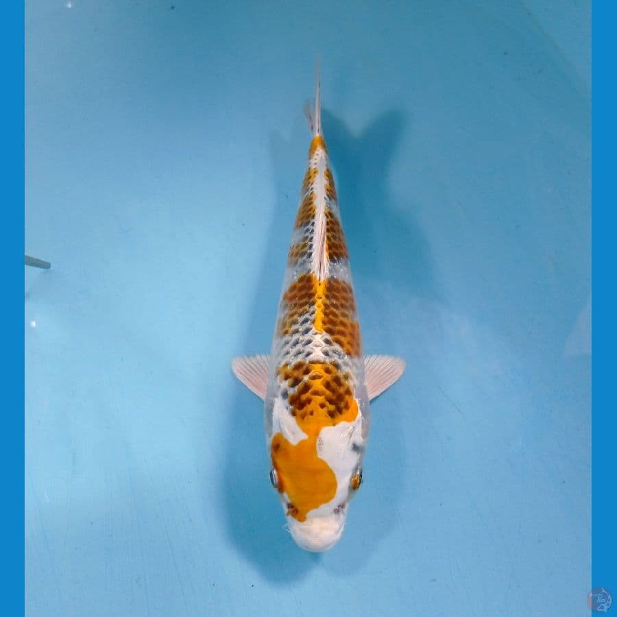 kirin 20 cm